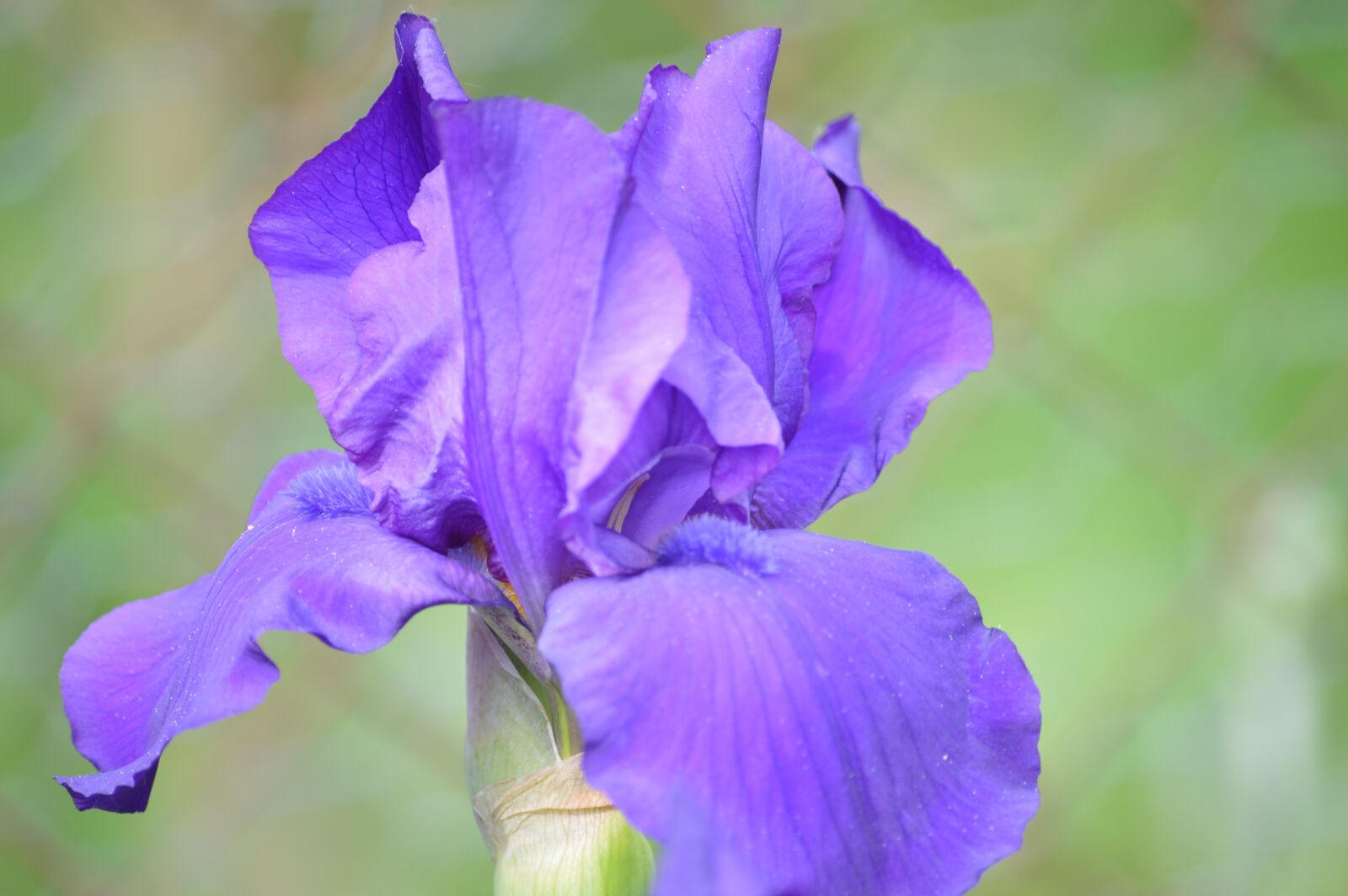 Nikon D3200 sample photo. Flower, iris, violet photography