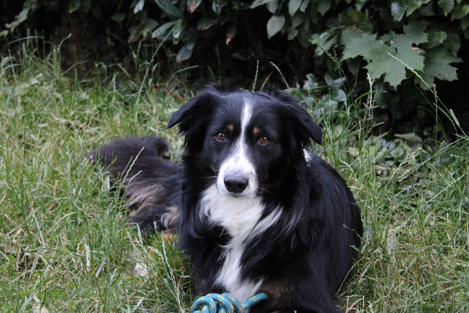 Canon EOS 2000D (EOS Rebel T7 / EOS Kiss X90 / EOS 1500D) sample photo. Border collie, dog, collie photography