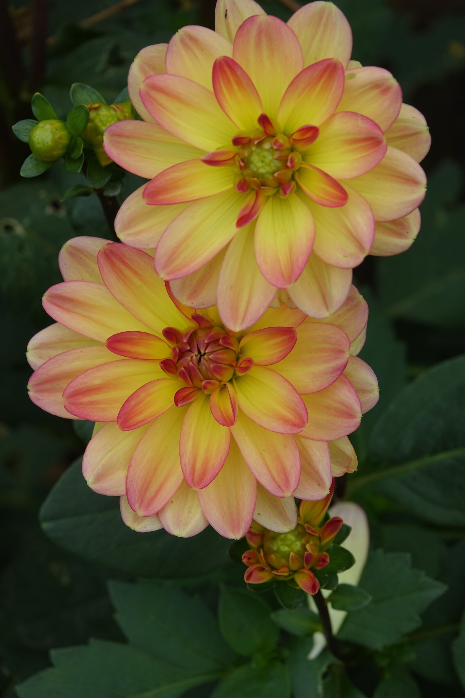 Sony Cyber-shot DSC-RX10 III sample photo. Dahlia, flowering july to photography