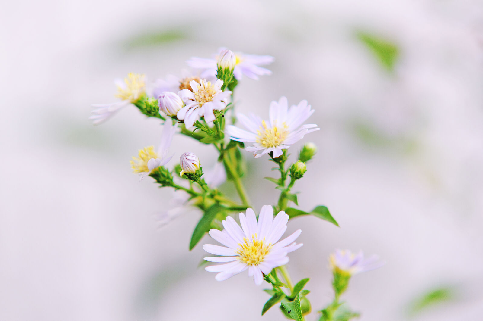 Canon EOS 60D sample photo. Close, up, photo, of photography