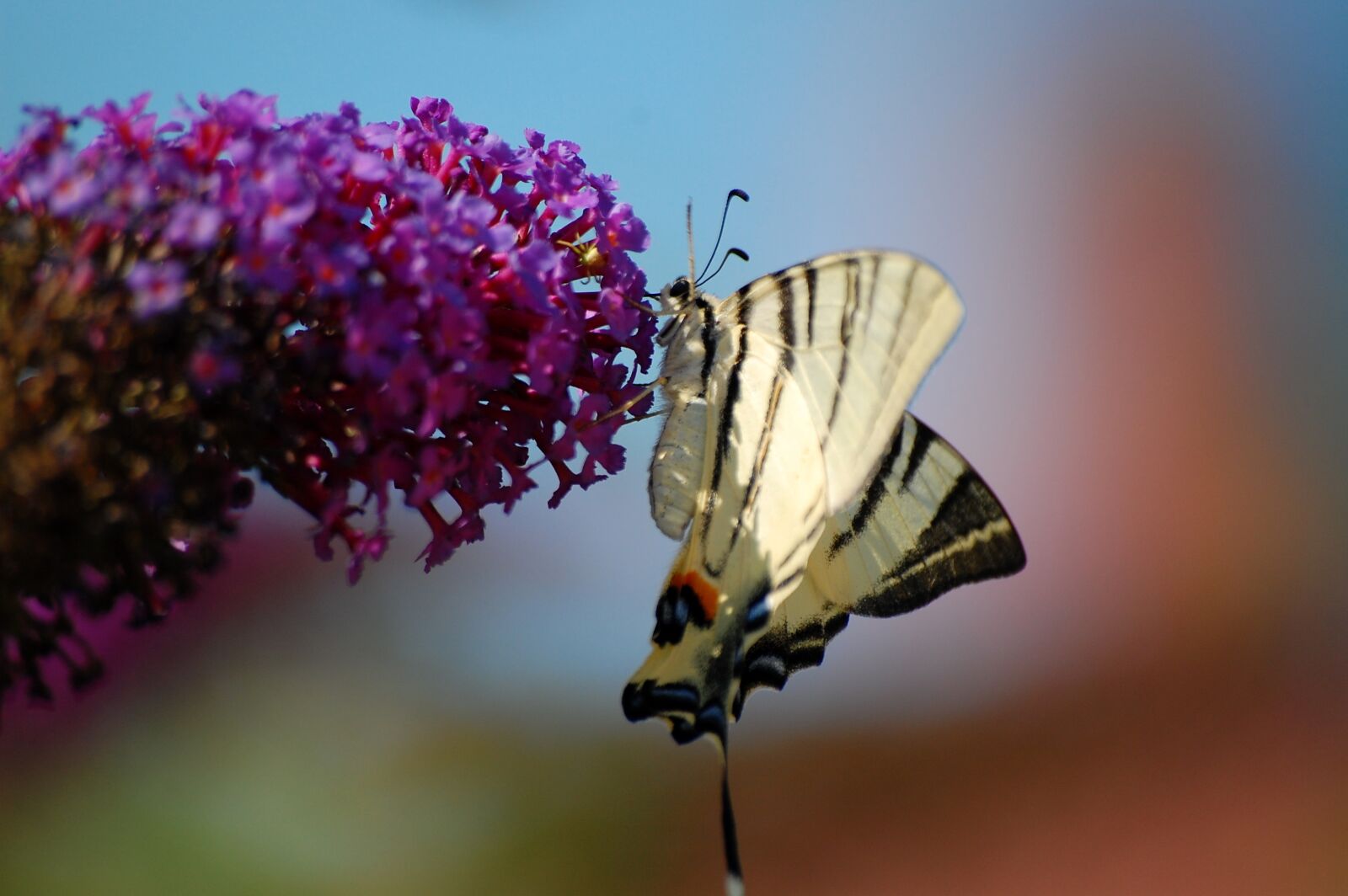 Nikon D40 sample photo. Butterfly, insect, nature photography