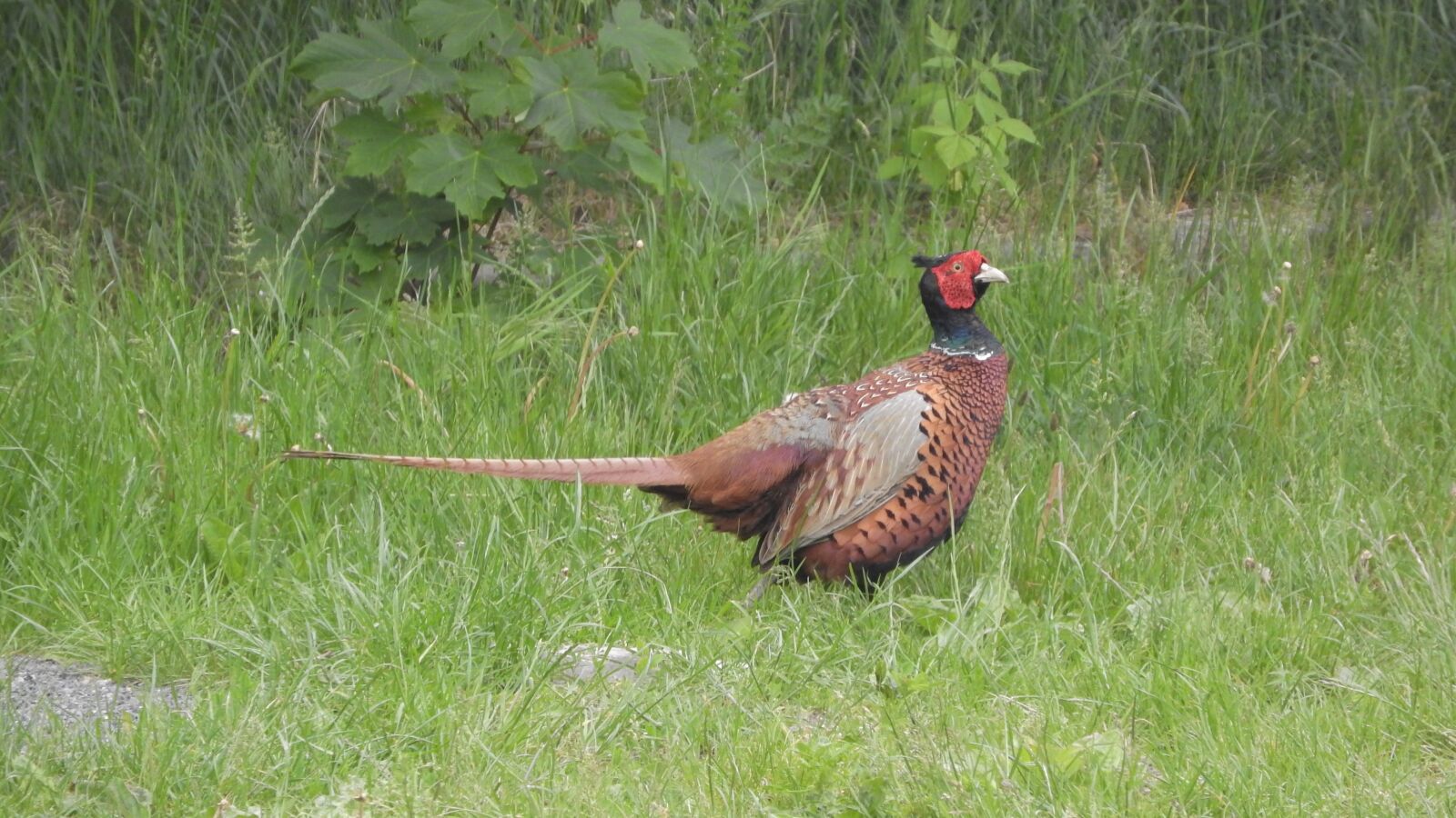 Nikon Coolpix P610 sample photo. Ring-necked pheasant, phasianus colchicus photography