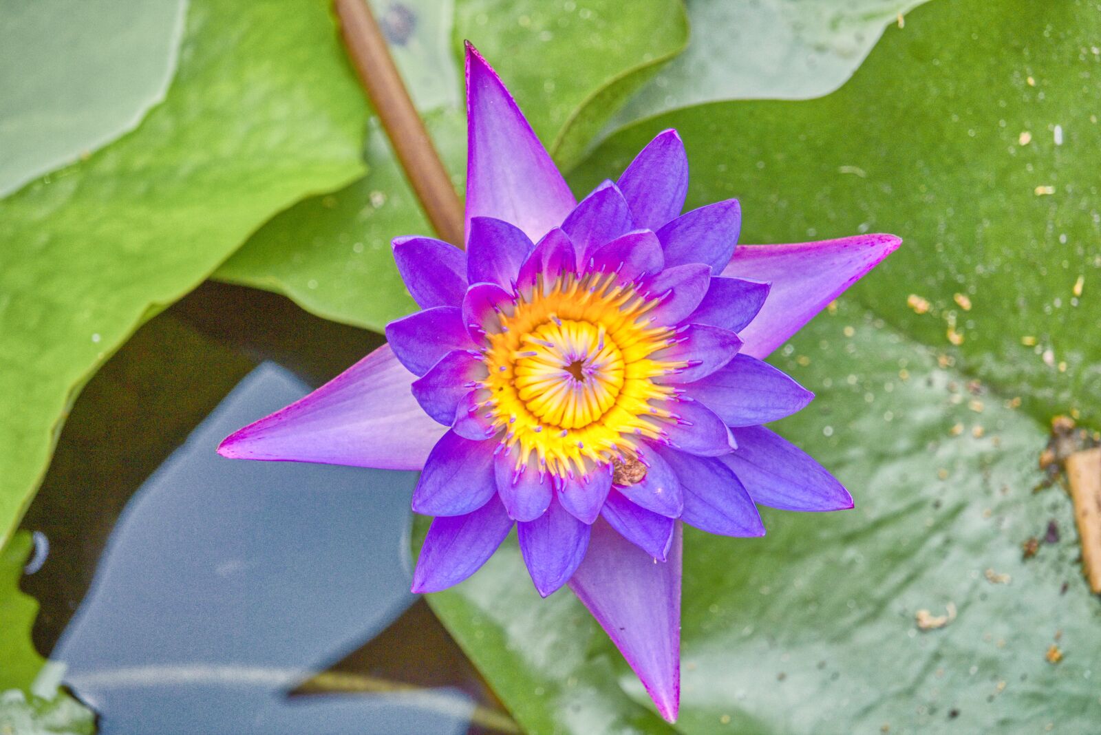 Canon EF-S 55-250mm F4-5.6 IS STM sample photo. Lotus, bloom, pink photography
