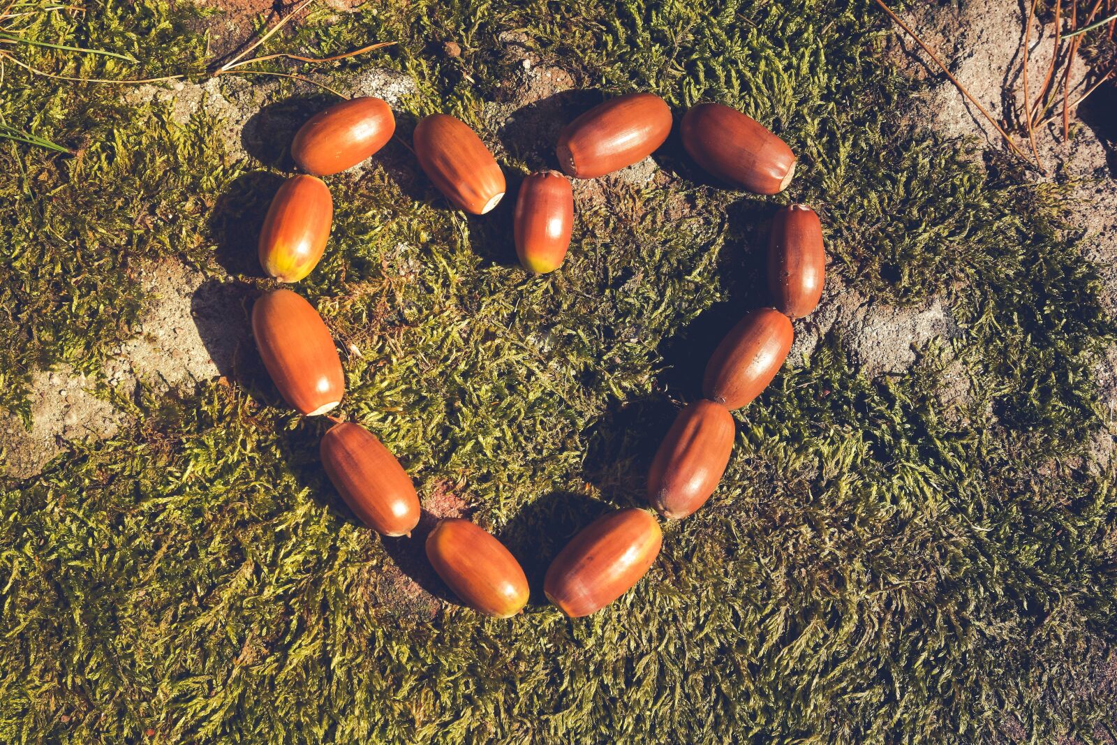 Nikon D5300 sample photo. Autumn, brown, acorns photography