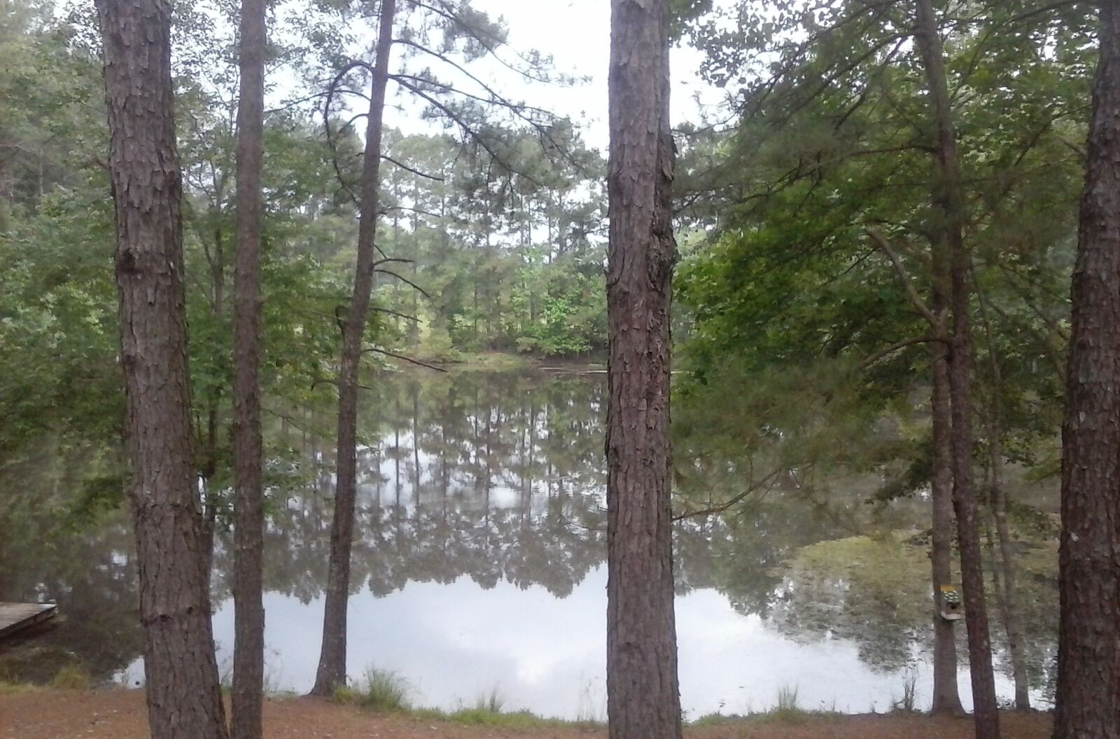 LG Optimus Fuel sample photo. Lake, pinetrees, reflection, view photography