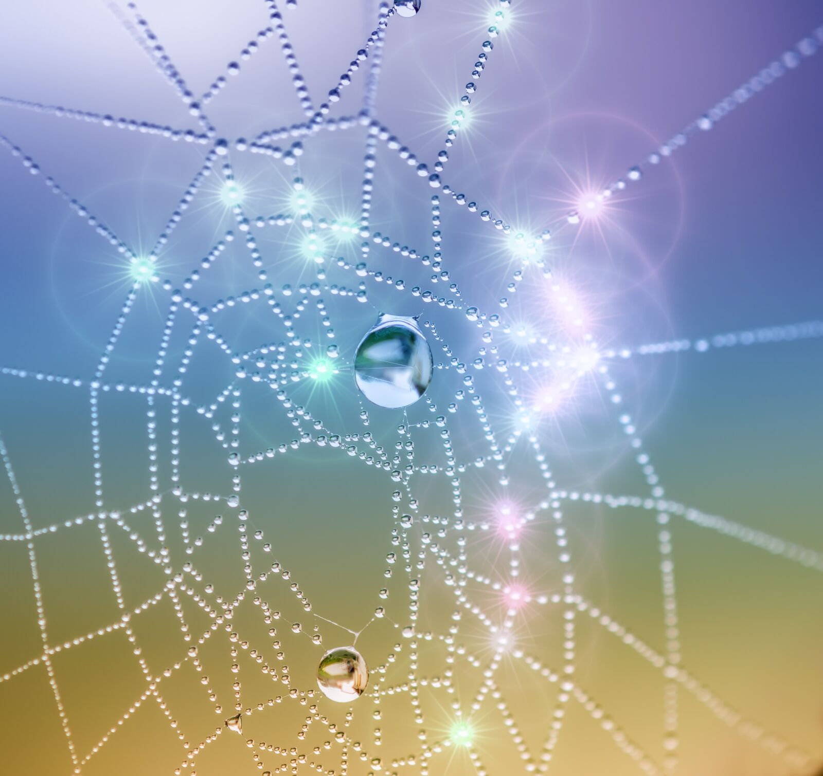 Nikon D7000 sample photo. Canvas, spider, dew photography