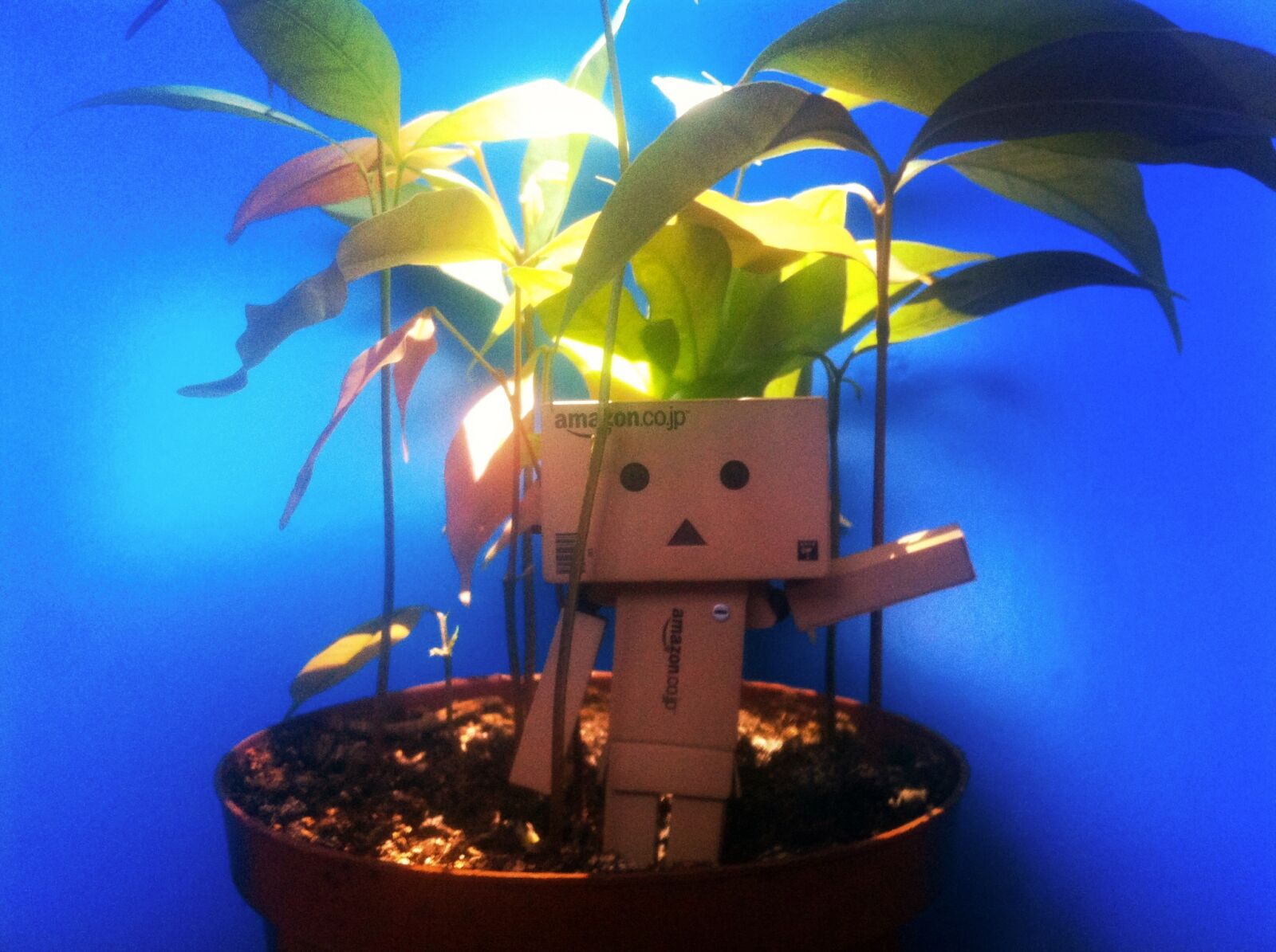 iPhone 4 back camera 3.85mm f/2.8 sample photo. Danbo, danboard, japangirl, lychee photography