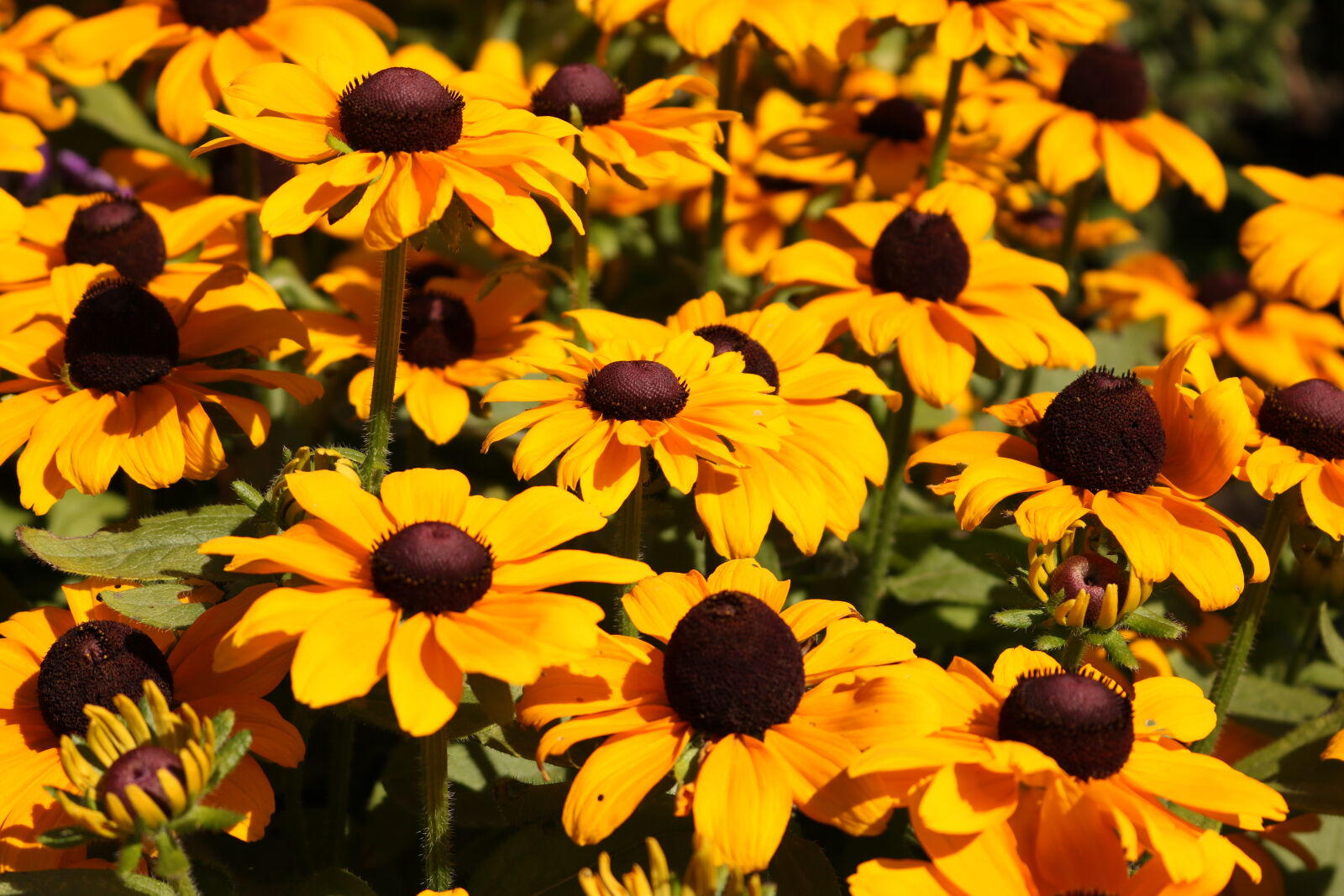 Canon EOS 750D (EOS Rebel T6i / EOS Kiss X8i) sample photo. Beautiful, flowers, bunch, of photography