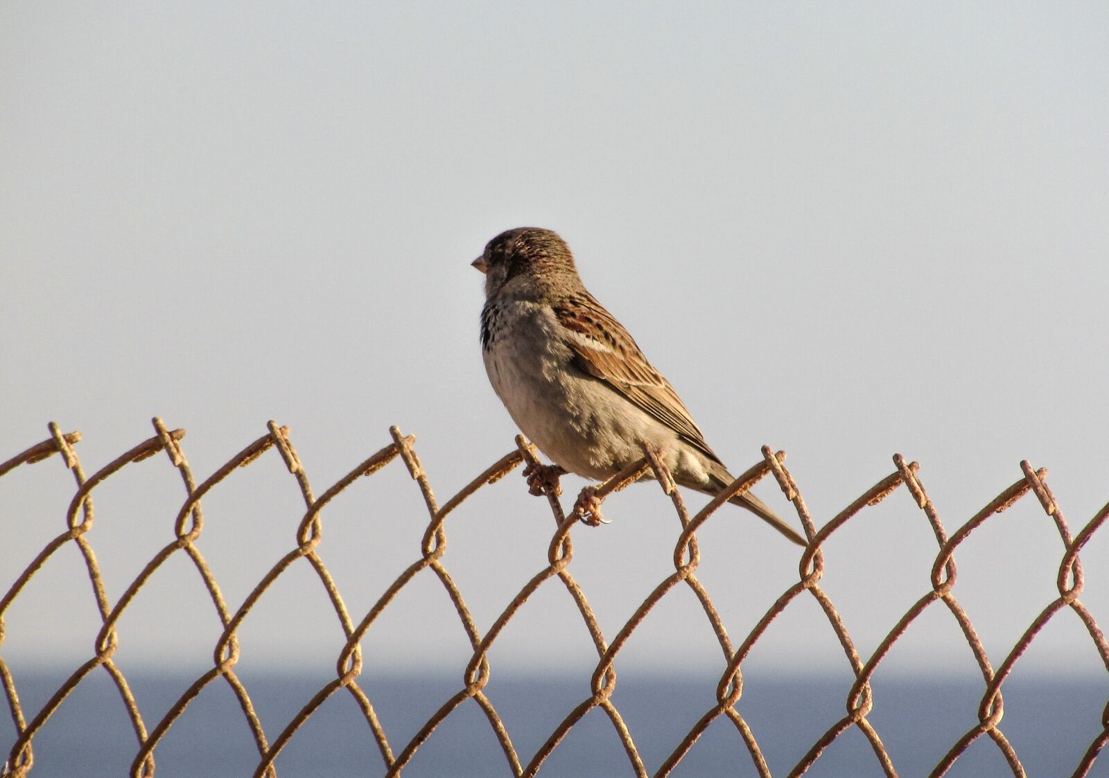 Canon PowerShot SX400 IS sample photo. Sparrow, wire, bird photography