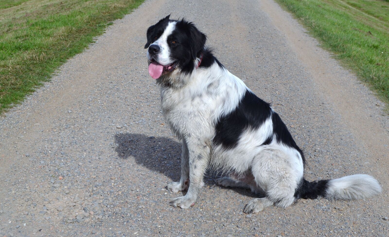 Nikon D3100 sample photo. St bernard, newfoundland, hybrid photography