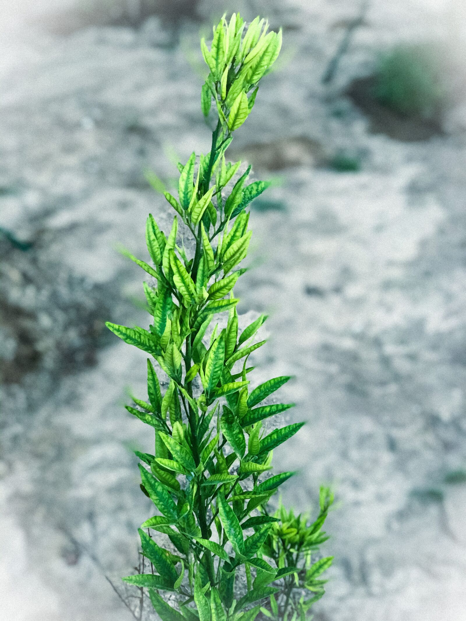 iPhone X back dual camera 6mm f/2.4 sample photo. Plant, leaf, nature photography