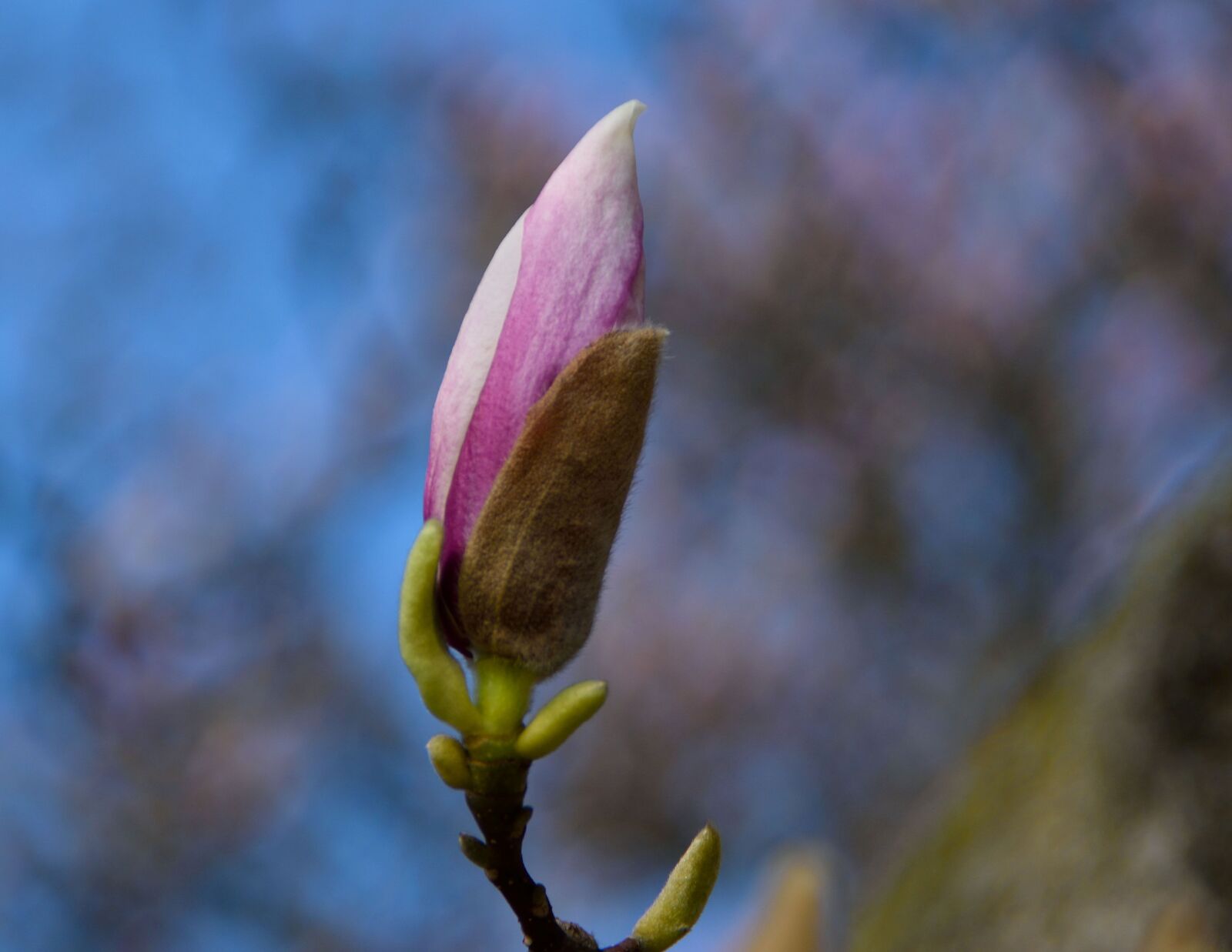 Nikon D3300 sample photo. Cherry blossom, pink, spring photography