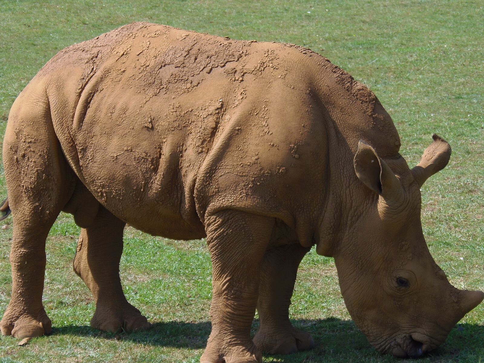 Olympus SP-810UZ sample photo. Rhino, animal, africa photography