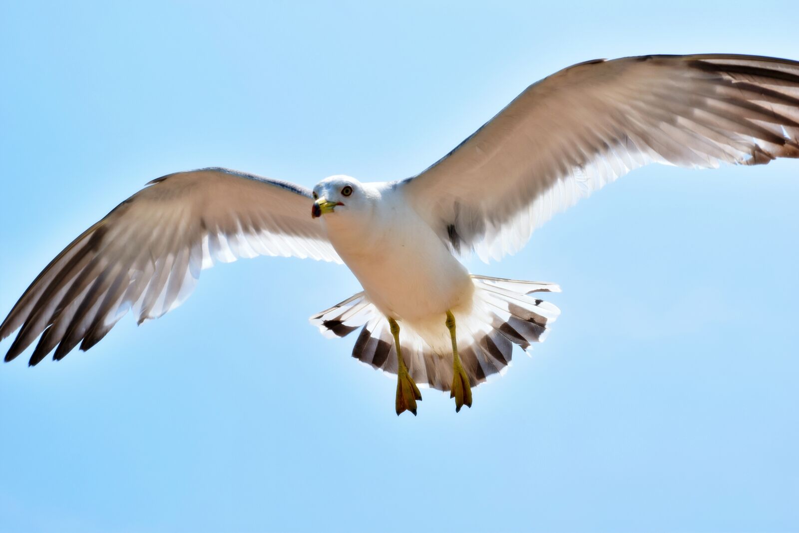 Nikon D5300 sample photo. Seagull, gull, seabird photography