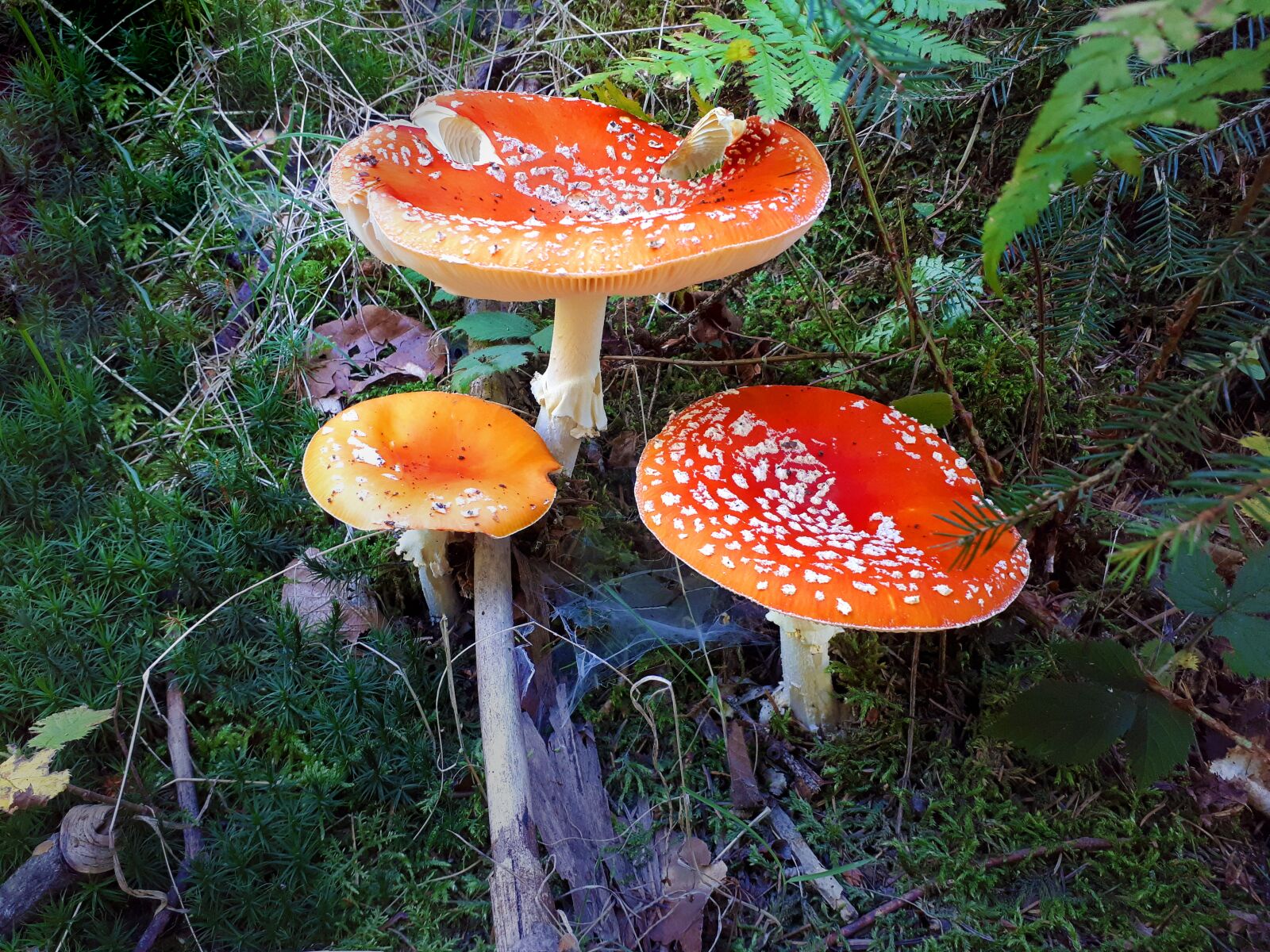 Samsung Galaxy A5(2017) sample photo. Mushrooms, fly agaric, forest photography