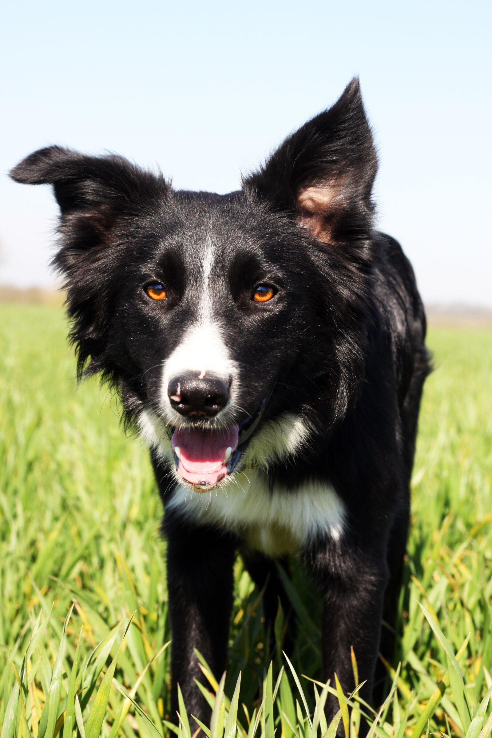 Canon EOS 40D sample photo. Easter dog, border collie photography