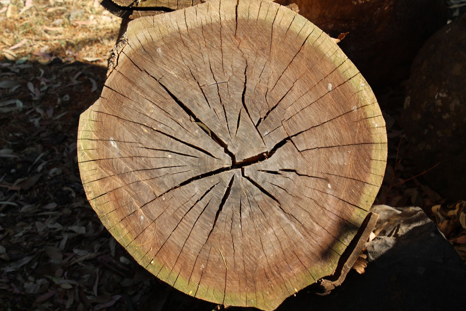 Canon EOS 1300D (EOS Rebel T6 / EOS Kiss X80) sample photo. Tree trunk, brown, trunk photography