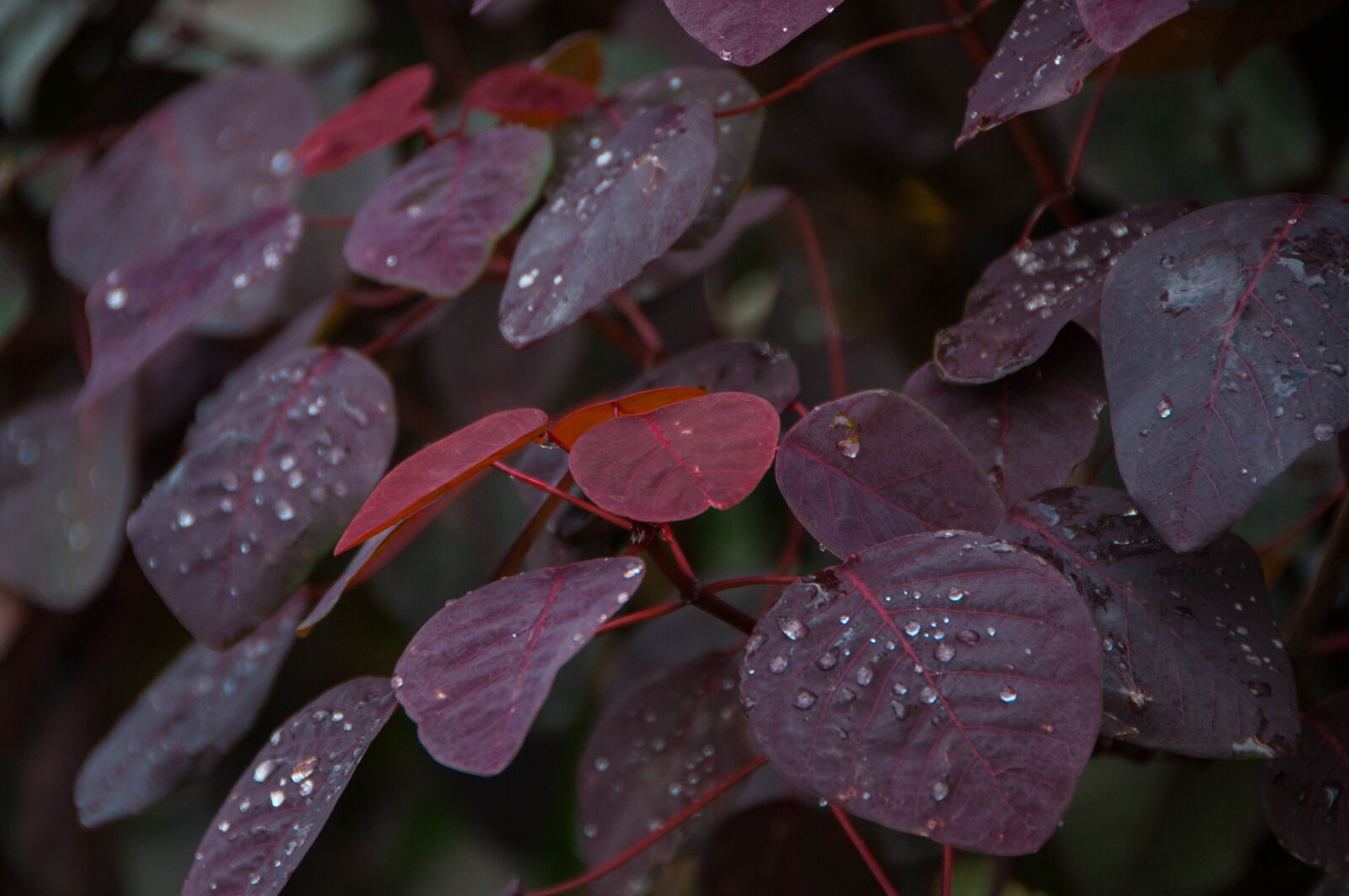 Nikon D300 sample photo. Colorful, leaves, nature, purple photography
