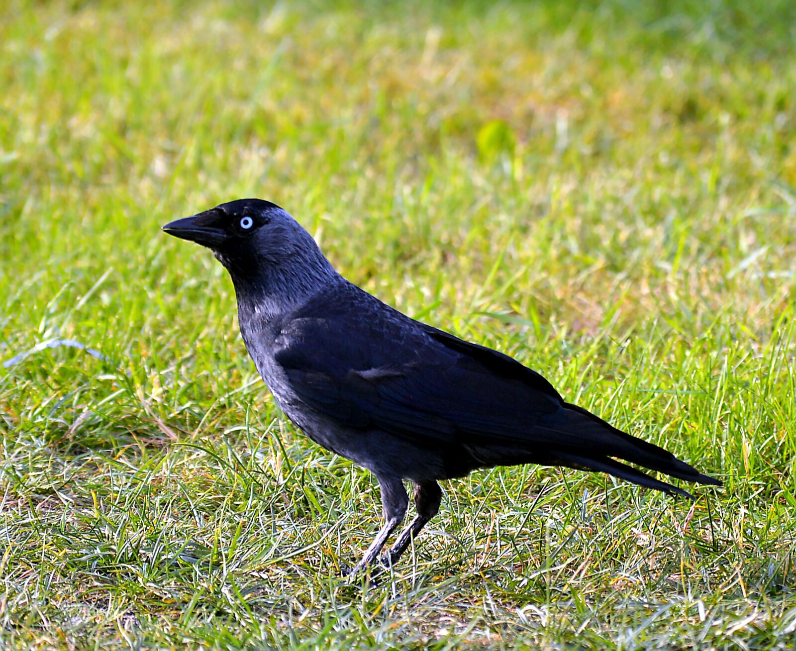 Nikon D3200 sample photo. Jackdaw, bird, black photography