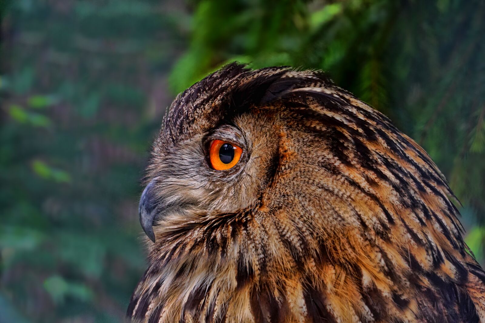 Sony E 18-135mm F3.5-5.6 OSS sample photo. Nature, bird, owl photography