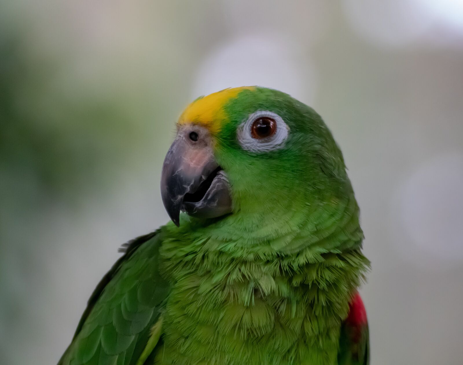 Canon EOS 800D (EOS Rebel T7i / EOS Kiss X9i) sample photo. Bird, parrot, ara photography