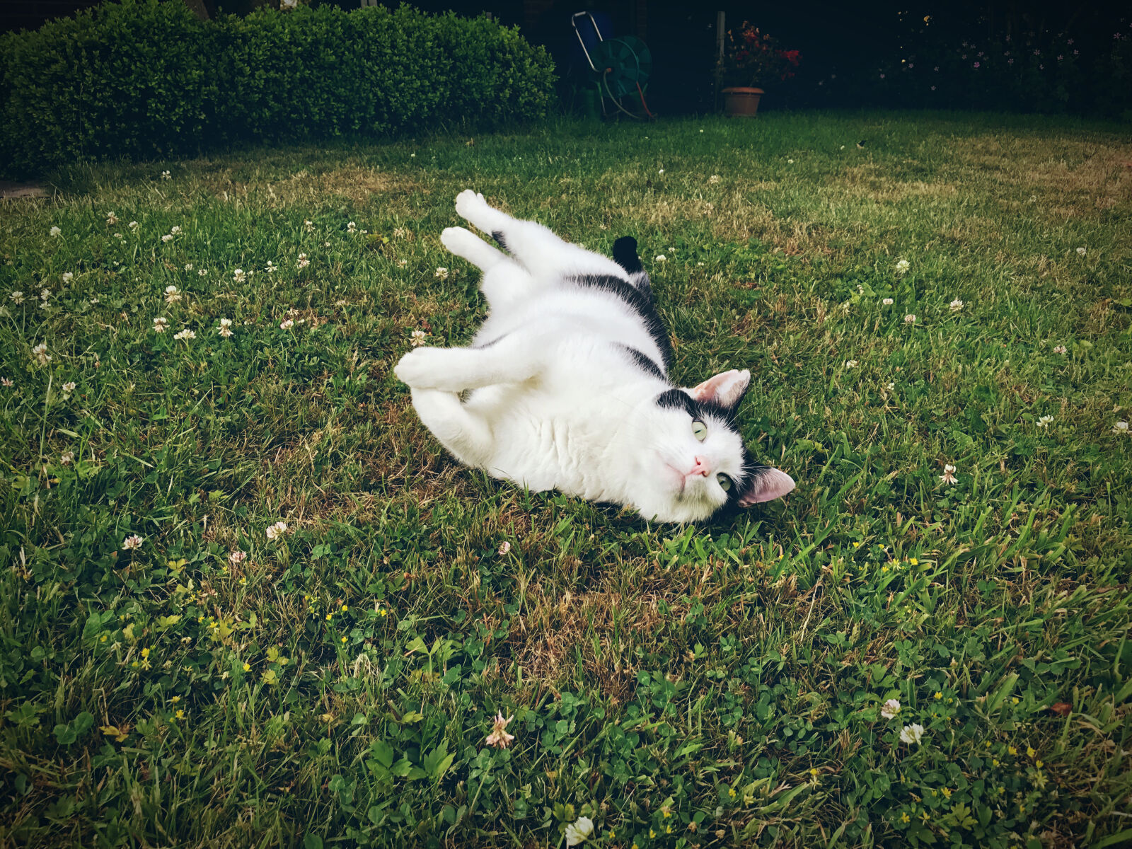 Apple iPhone 7 sample photo. Animal, cat, grass photography