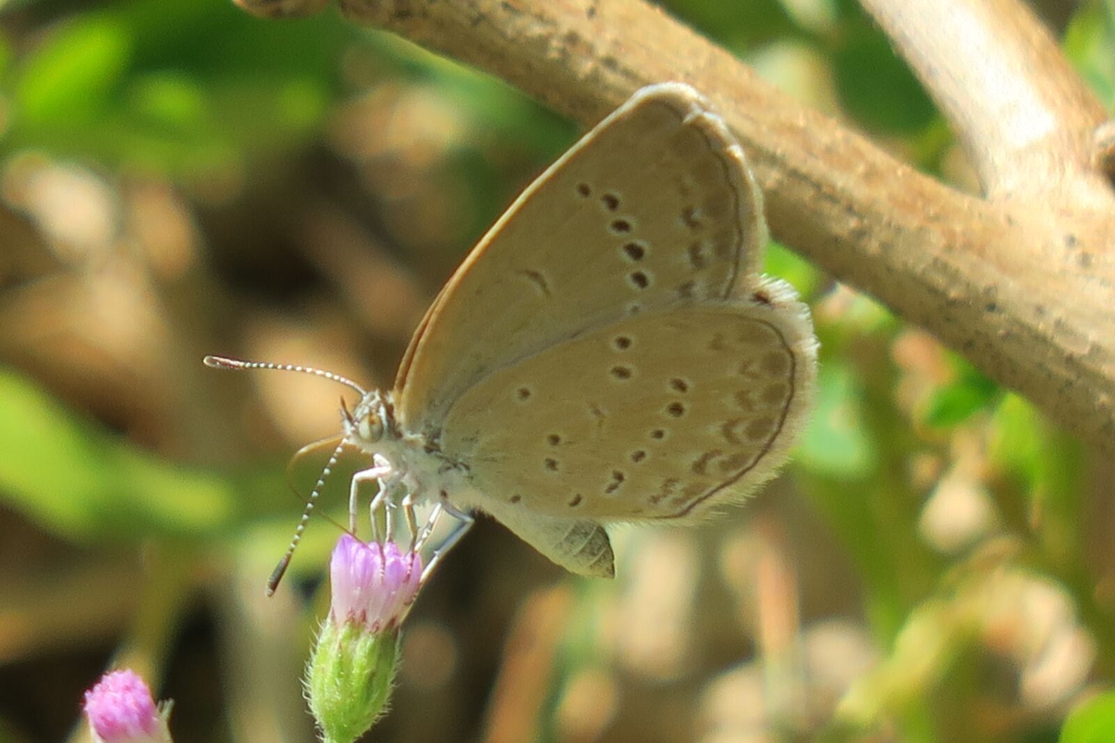 Canon PowerShot G3 X sample photo. Butterfly, natural, summer photography