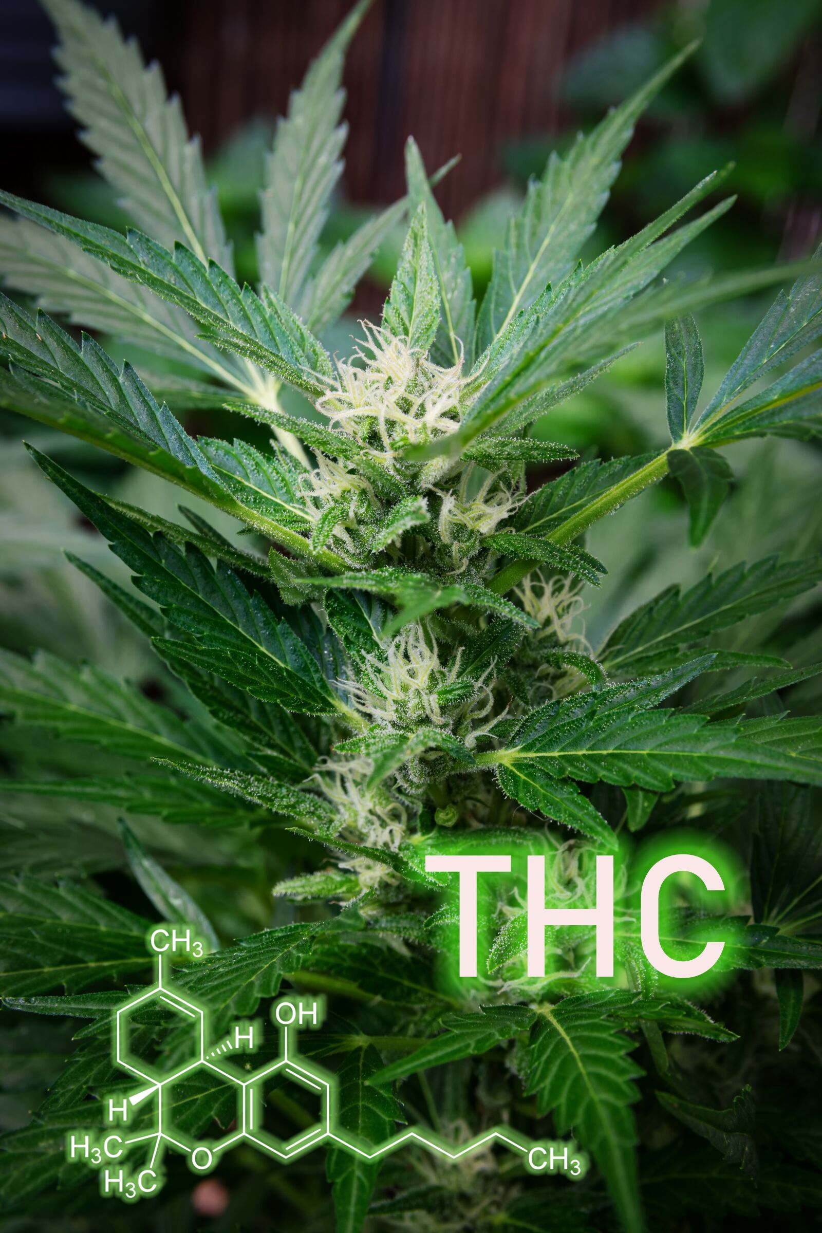 Nikon D5300 sample photo. Thc formula, cannabis, hemp photography