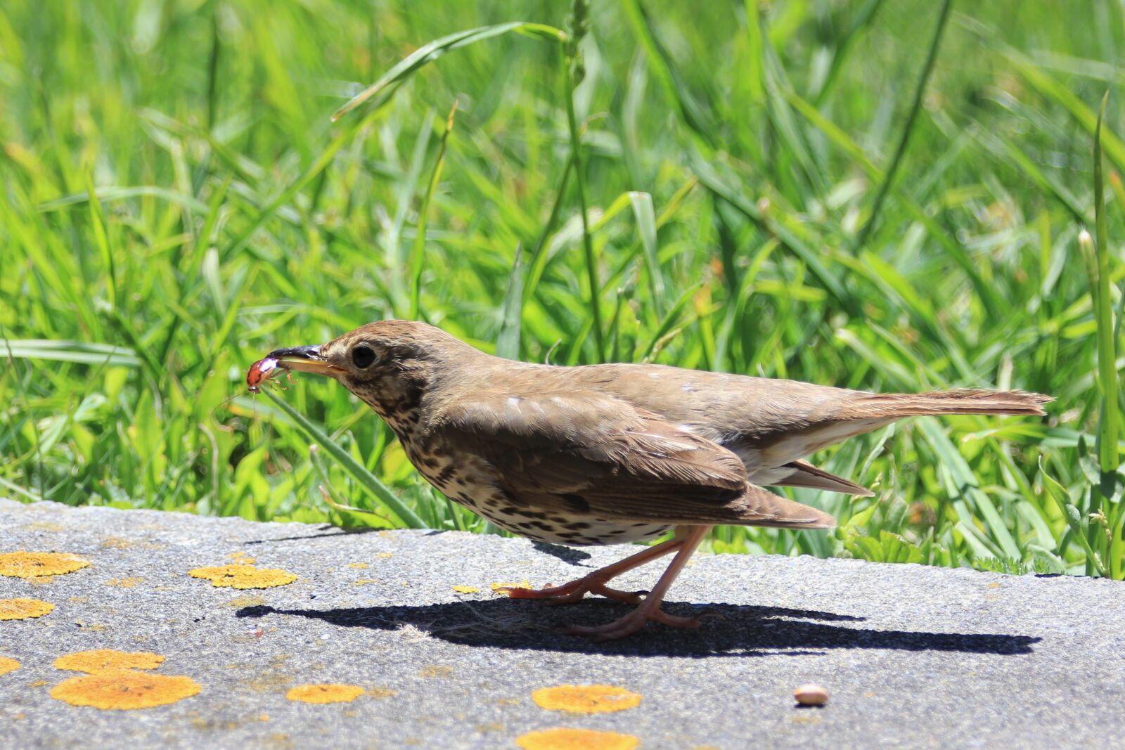 Canon EF 70-200mm F2.8L IS II USM sample photo. Song, thrush, bird photography