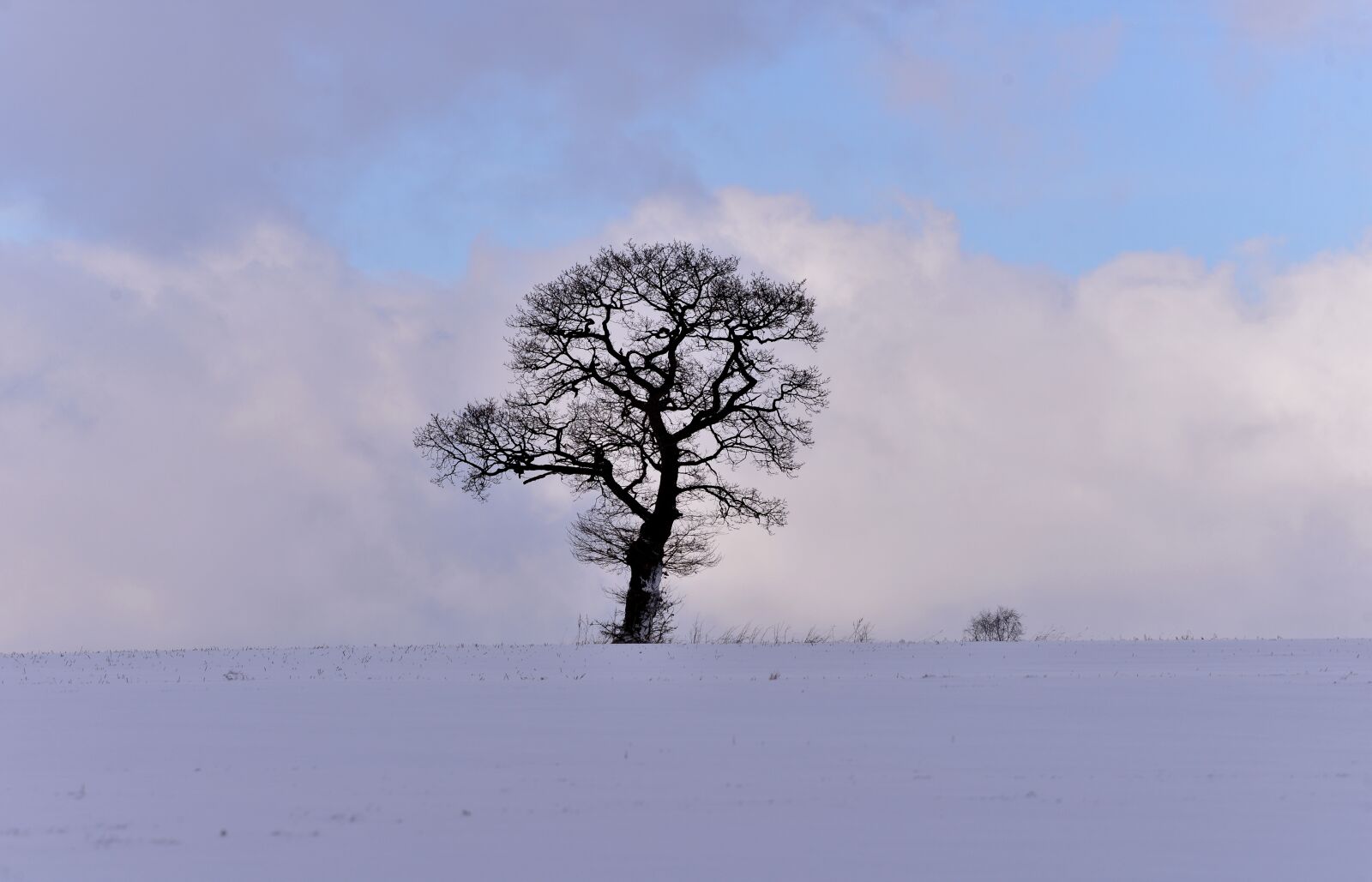 Nikon D600 sample photo. Snow landscape, winter, tree photography
