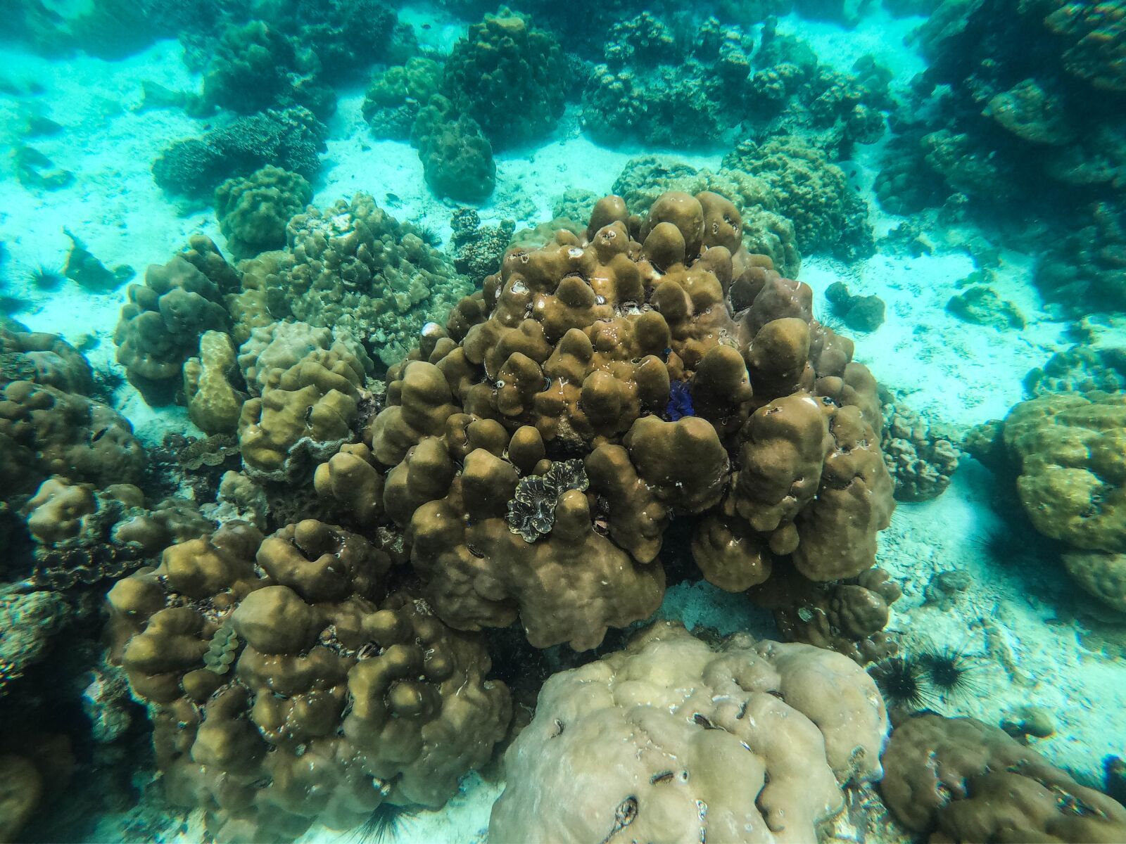 GoPro Hero7 Black sample photo. Ocean, coral reef, underwater photography