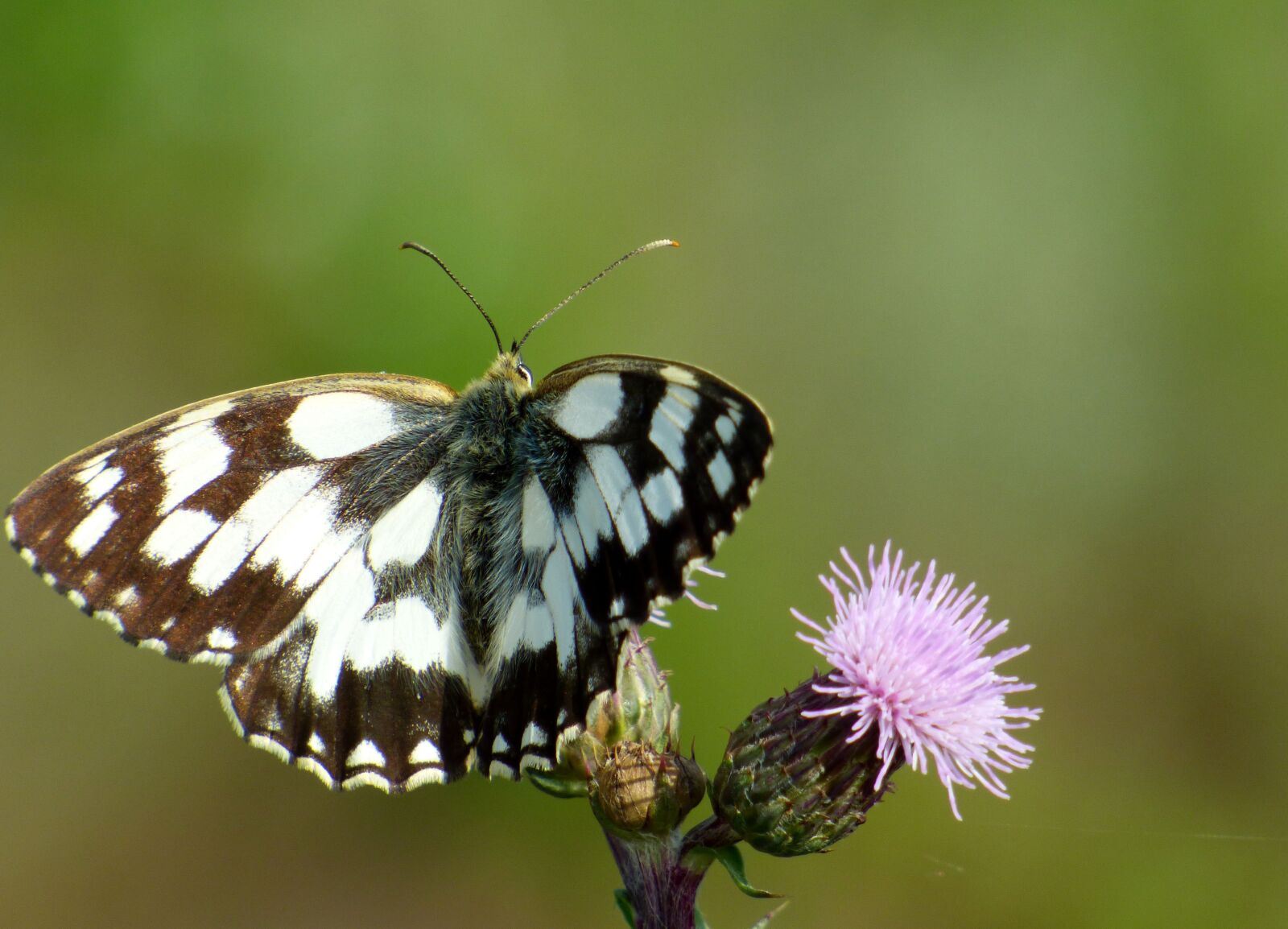 Panasonic DMC-FZ72 sample photo. Butterfly, nature, wings photography