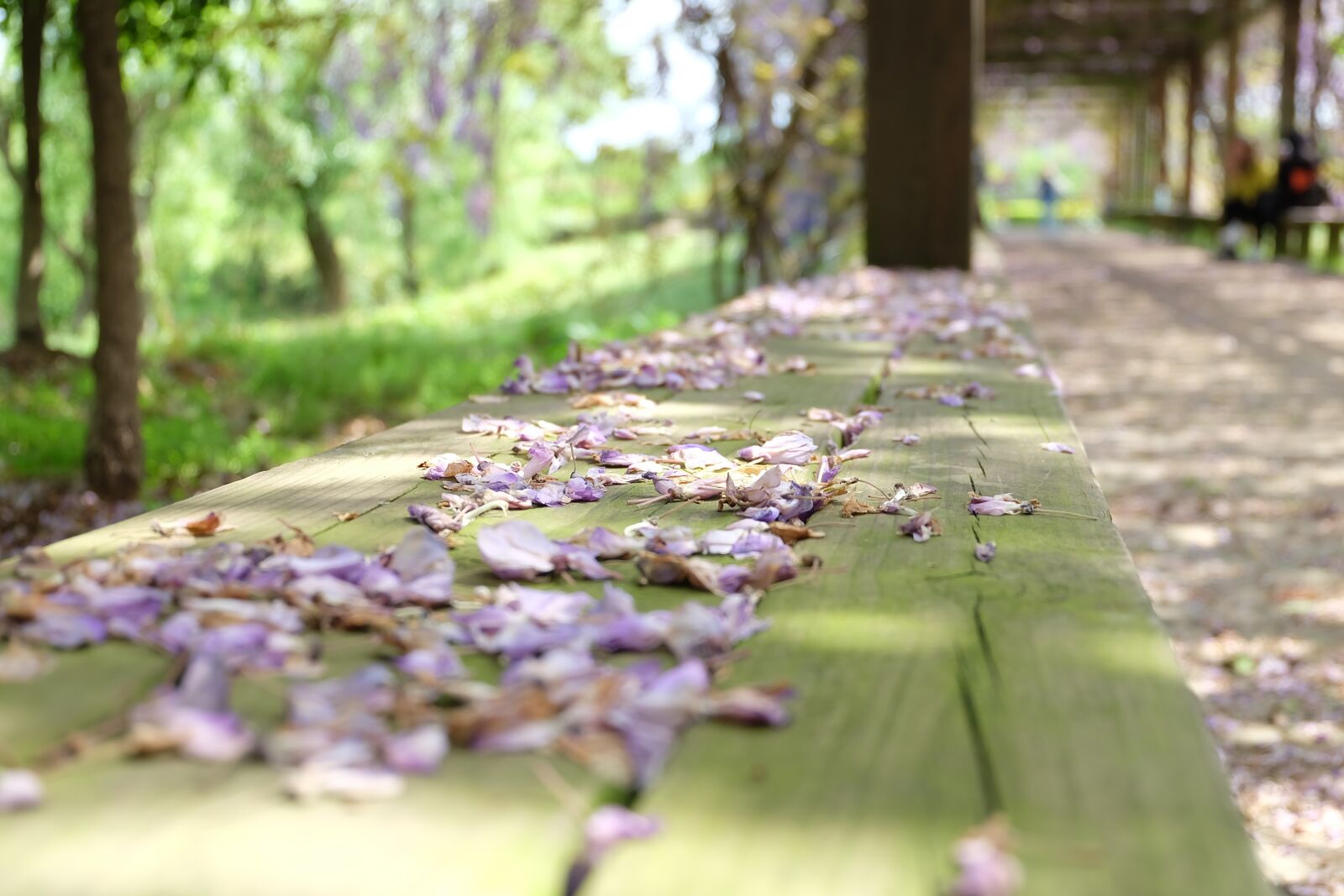 Fujifilm X-A2 + Fujifilm XC 16-50mm F3.5-5.6 OIS II sample photo. Flower, late spring, sad photography