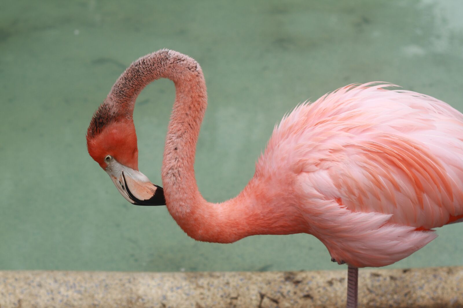 Canon EOS 7D sample photo. Flamingo, bird, tropical photography