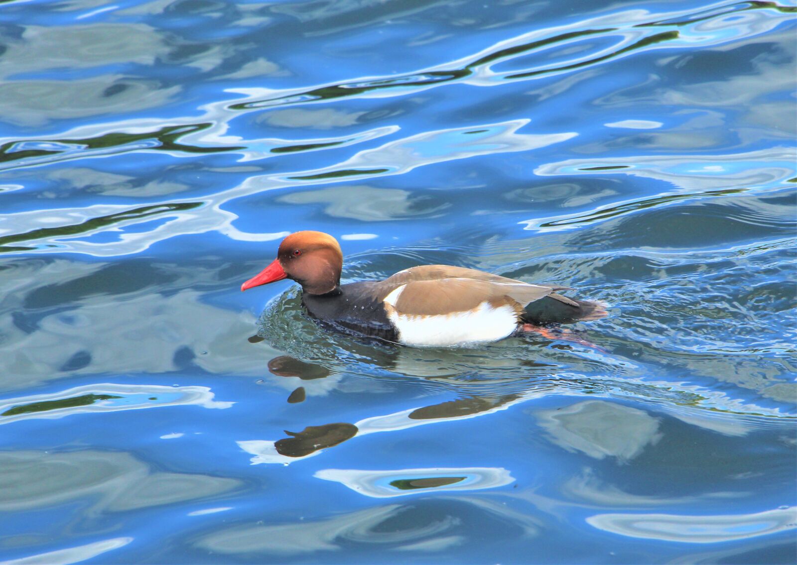 Canon EOS 4000D (EOS Rebel T100 / EOS 3000D) sample photo. Red crested pochard, waterbird photography
