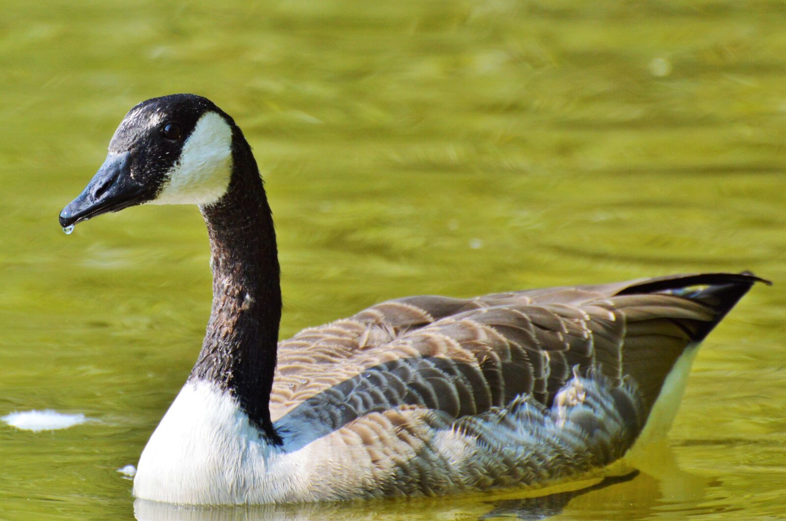 Nikon D3200 sample photo. Wild goose, goose, water photography