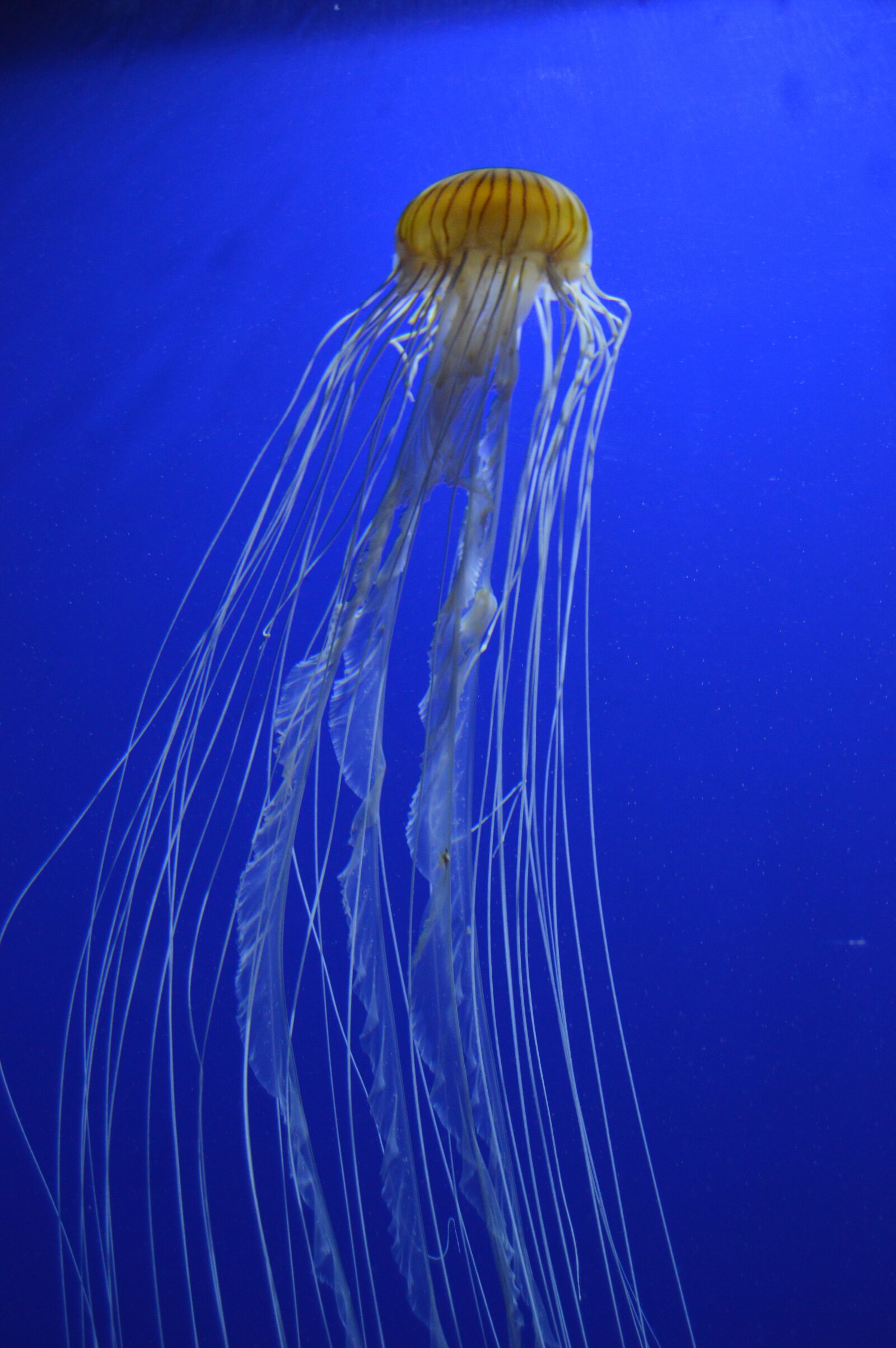 Nikon D3200 sample photo. Jelly fish, aquarium, swim photography