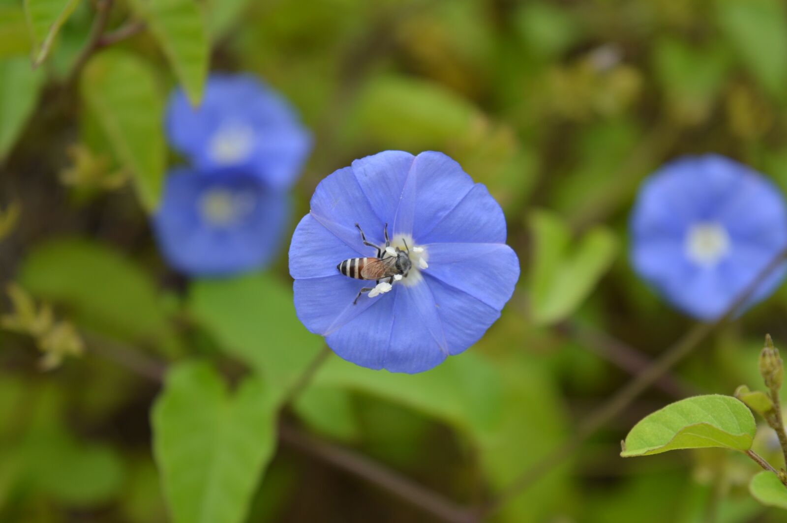 Nikon D3200 sample photo. Flower, bee, nature photography
