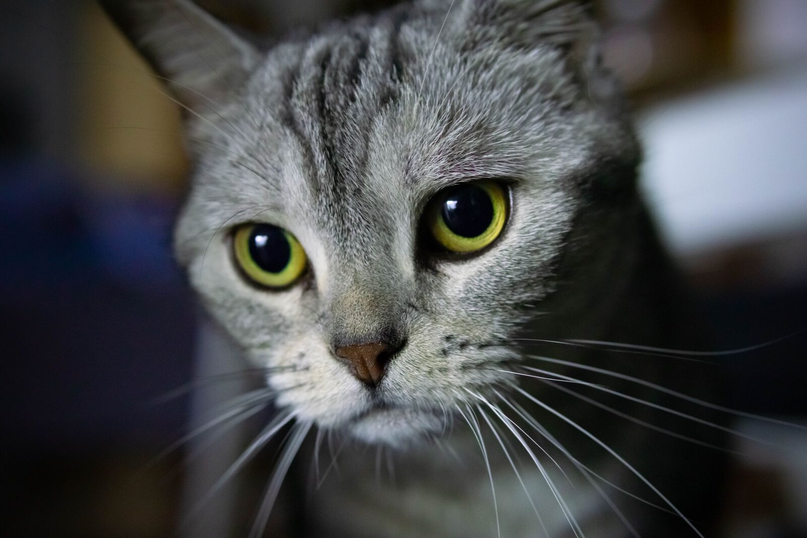 30mm F1.4 DC DN | Contemporary 016 sample photo. Cat, beauty short, animal photography