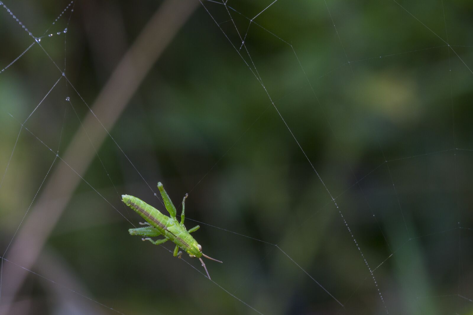 Canon EOS 7D sample photo. Grasshopper, in the network photography