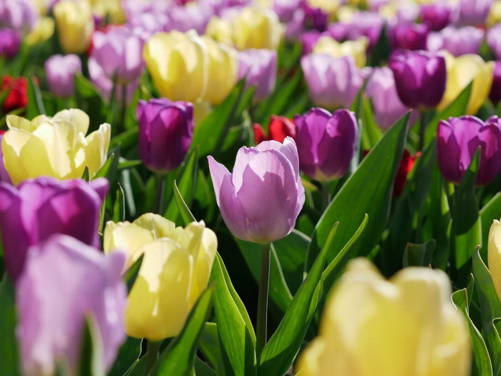 Panasonic Lumix DMC-GX85 (Lumix DMC-GX80 / Lumix DMC-GX7 Mark II) sample photo. Tulips, tulip field, spring photography