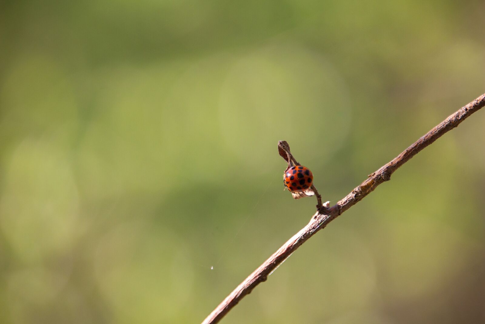 Canon EOS 100D (EOS Rebel SL1 / EOS Kiss X7) sample photo. Ladybug, bug, insect photography