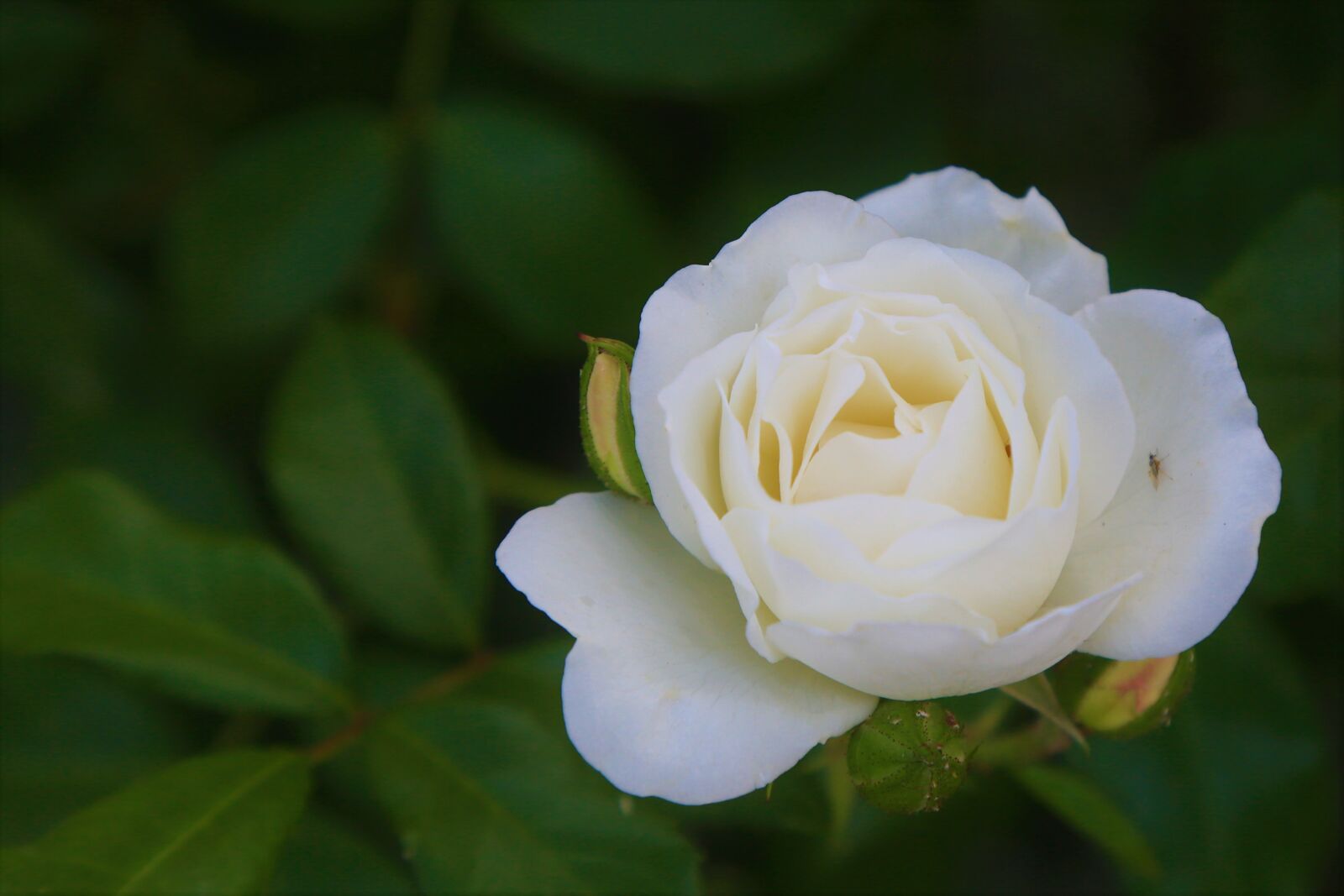 Canon EF 24-105mm F4L IS USM sample photo. Rose, spring, nature photography