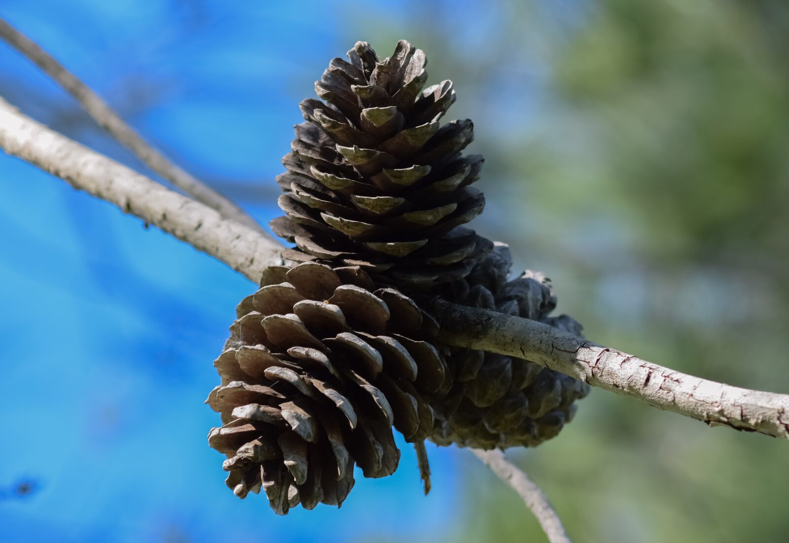 Nikon D3300 sample photo. Pine cones, pine, tree photography