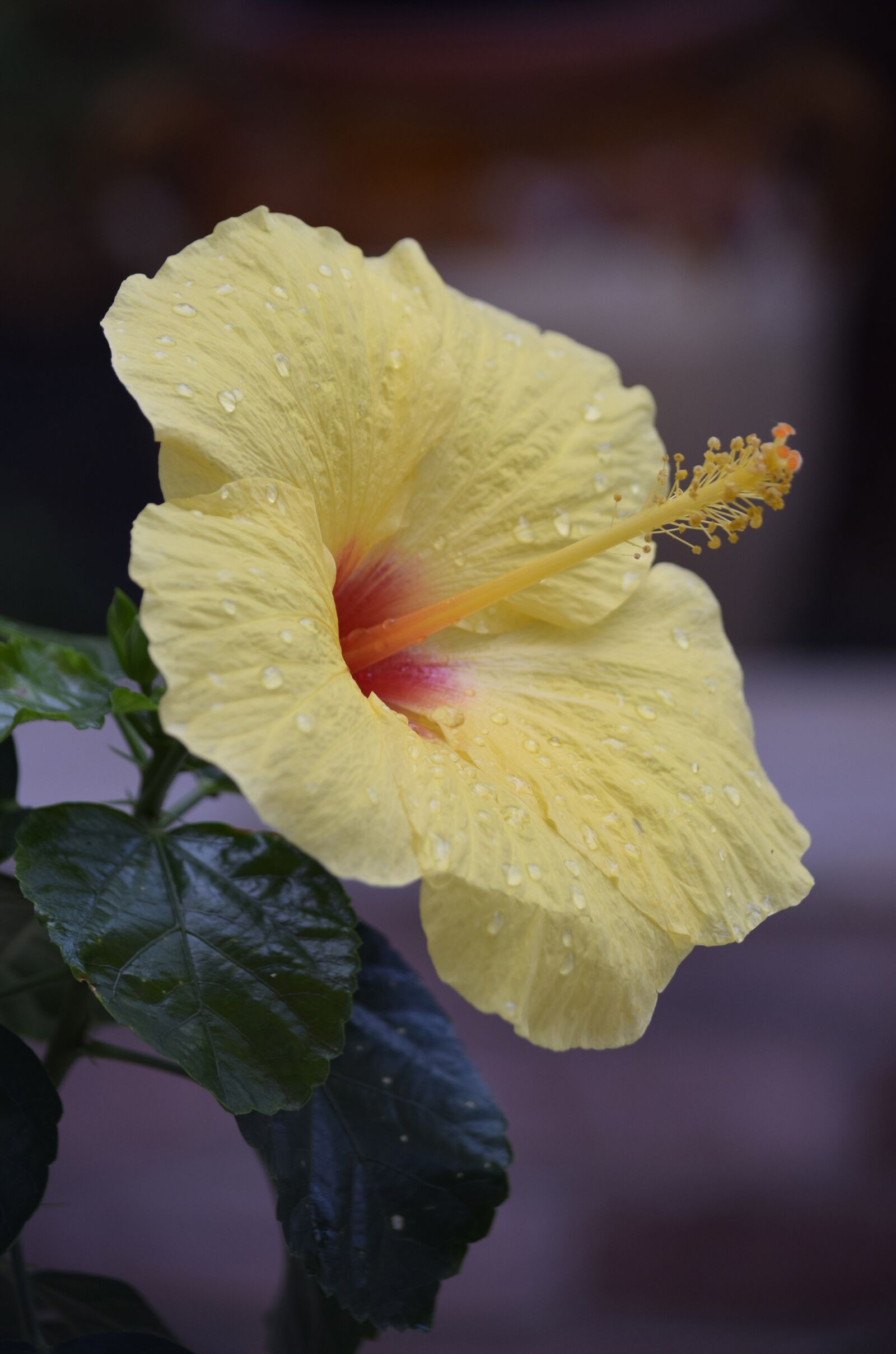 Nikon D5300 sample photo. Hibiscus, flower, garden photography