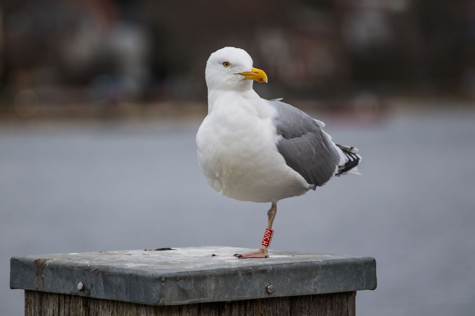 Canon EOS 7D Mark II + Canon EF 70-200mm F4L IS USM sample photo. Seagull, port, water photography