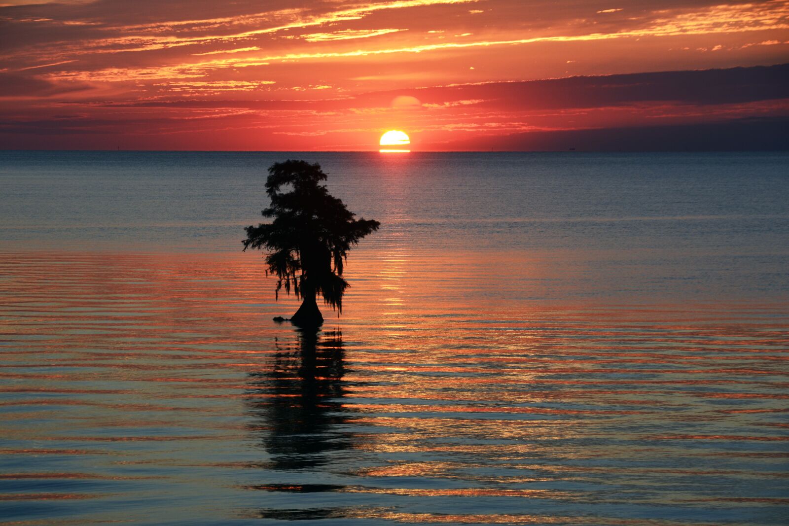 Nikon D7100 sample photo. Sunrise, tree, sun photography