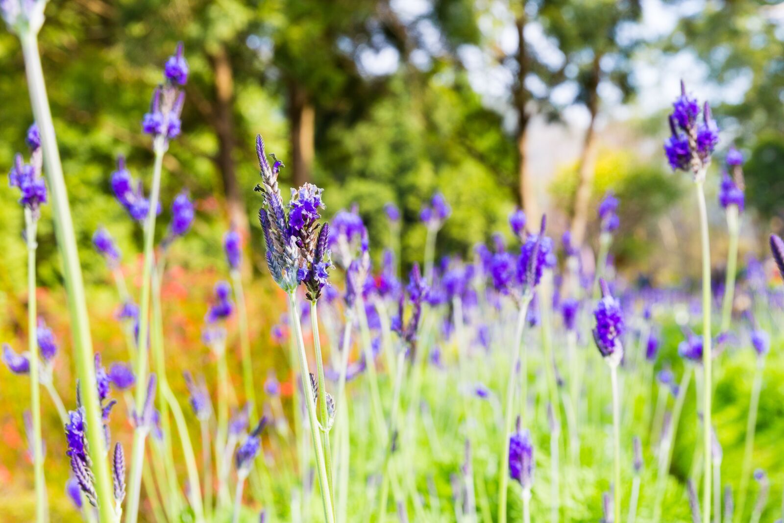 Canon EF 24-70mm F2.8L II USM sample photo. Taiwan, lavender forest, travel photography