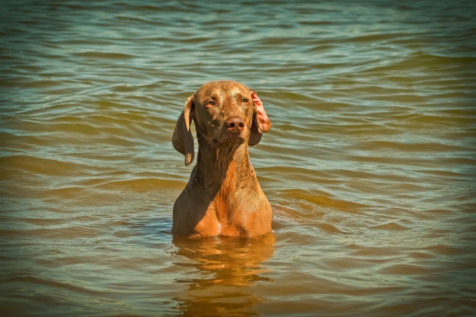 Olympus OM-D E-M10 sample photo. Dog, weimaraner, animal photography