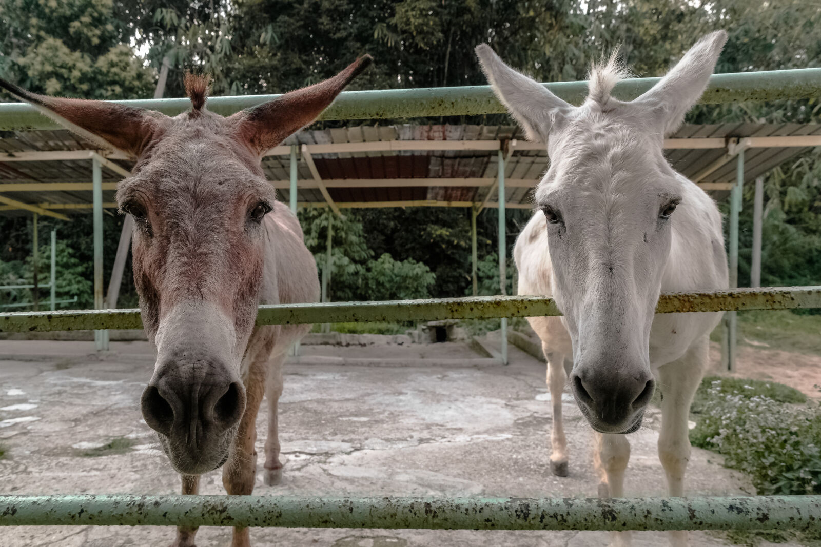 Samsung NX1 sample photo. Black, and, white, animal photography